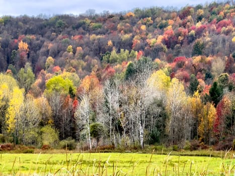 Fall colors have arrived in the countryside of a driveway in upstate New York