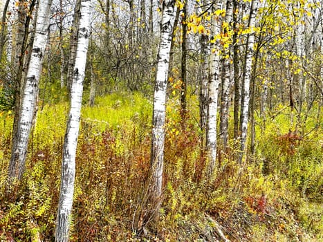 Fall colors have arrived in the countryside of upstate New York