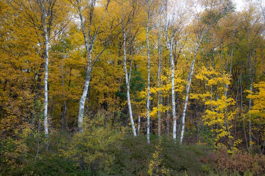 Fall colors have arrived in rural upstate New York