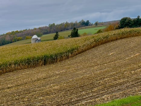 A farm in upstate New York is in the process of harvesting corn.