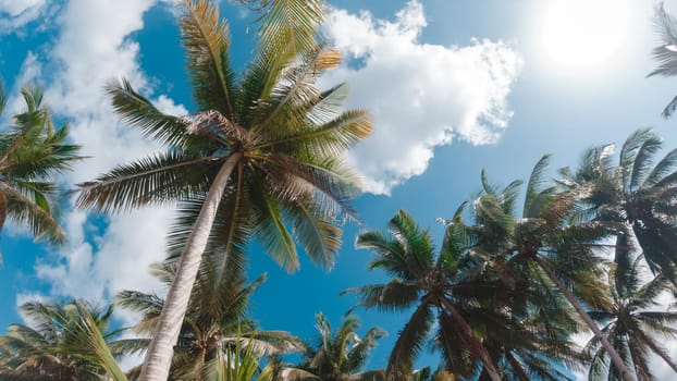 Bottom view of palm trees against a beautiful blue sky. Green palm tree on blue sky background. View of palm trees against sky.