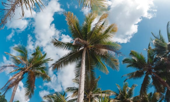 Bottom view of palm trees against a beautiful blue sky. Green palm tree on blue sky background. View of palm trees against sky.