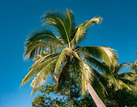 Bottom view of palm trees against a beautiful blue sky. Green palm tree on blue sky background. View of palm trees against sky.