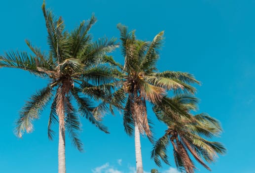 Bottom view of palm trees against a beautiful blue sky. Green palm tree on blue sky background. View of palm trees against sky.