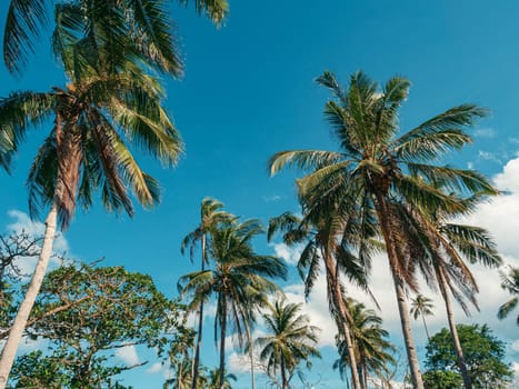 Bottom view of palm trees against a beautiful blue sky. Green palm tree on blue sky background. View of palm trees against sky.