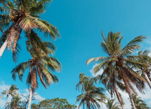 Bottom view of palm trees against a beautiful blue sky. Green palm tree on blue sky background. View of palm trees against sky.