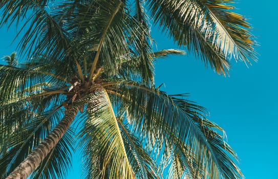 Bottom view of palm tree against a beautiful blue sky. Green palm tree on blue sky background. View of palm tree against sky.