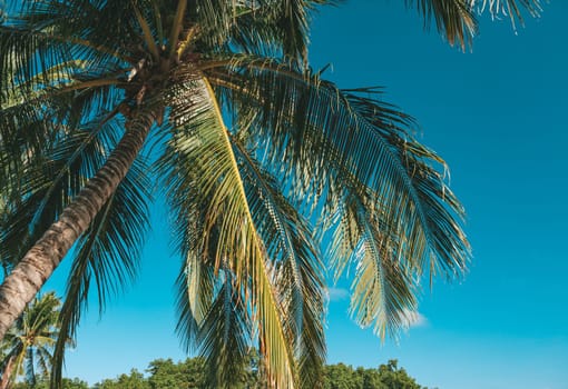 Bottom view of palm tree against a beautiful blue sky. Green palm tree on blue sky background. View of palm tree against sky.