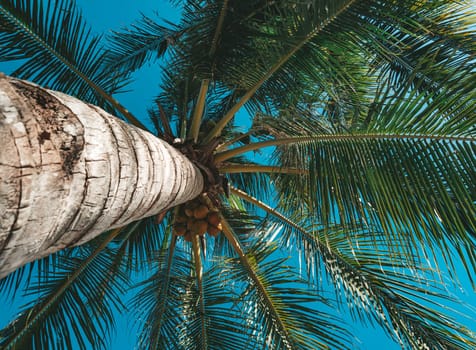 Bottom view of palm tree against a beautiful blue sky. Green palm tree on blue sky background. View of palm tree against sky.