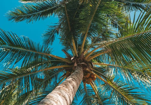 Bottom view of palm tree against a beautiful blue sky. Green palm tree on blue sky background. View of palm tree against sky.