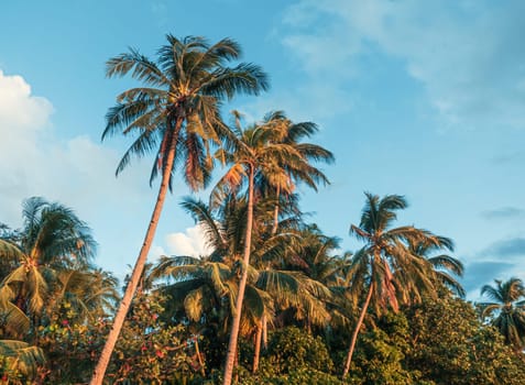 Bottom view of palm trees against a beautiful blue sky. Green palm tree on blue sky background. View of palm trees against sky.