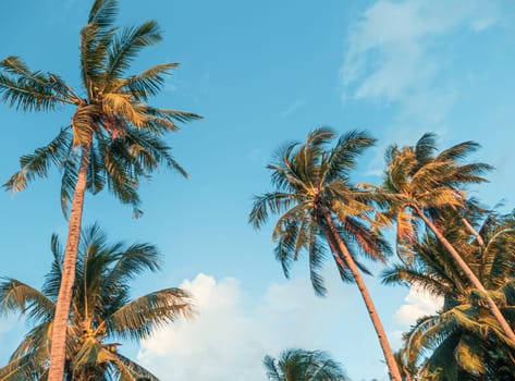 Bottom view of palm trees against a beautiful blue sky. Green palm tree on blue sky background. View of palm trees against sky.