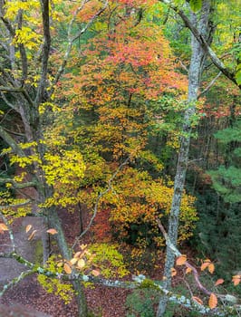 Fall colors have arrived at Cook Forest State Park, Pennsylvania