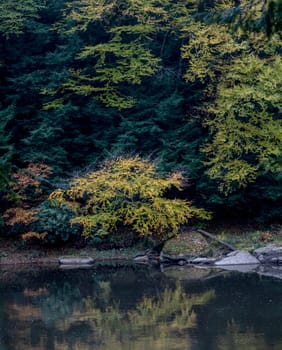 Fall colors have arrived along the Clarion River at Cook Forest State Park, Pennsylvania