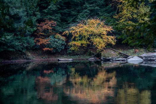 Fall colors have arrived along the Clarion River at Cook Forest State Park, Pennsylvania