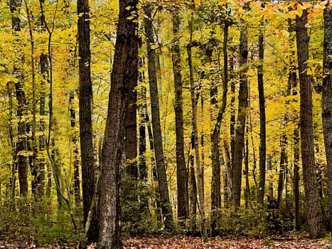 Fall colors have arrived at Cook Forest State Park, Pennsylvania