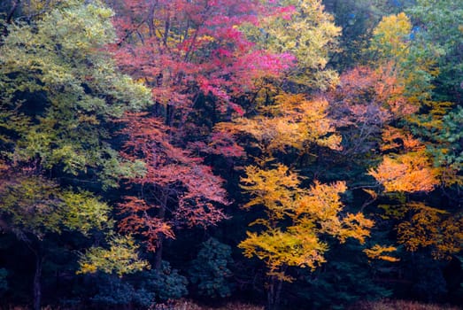 Fall colors have arrived along the Clarion River at Cook Forest State Park, Pennsylvania