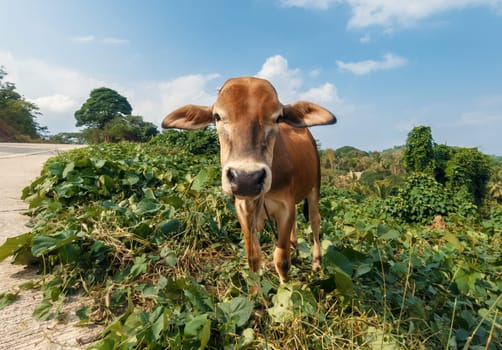 A curious brown cow with a white marked face stands in the center of a vibrant green field.