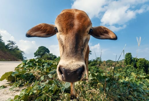 A curious brown cow with a white marked face stands in the center of a vibrant green field.