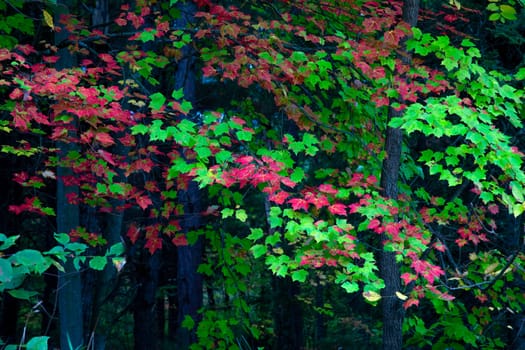 Maple leafs show off their fall colors.