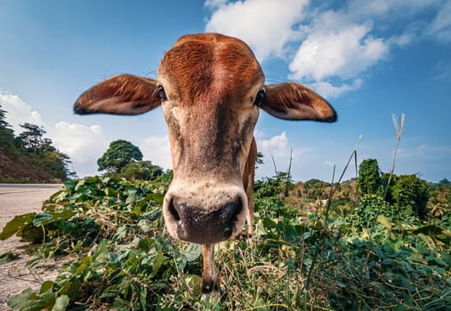 Portrait of thin brown cow looking at the camera.