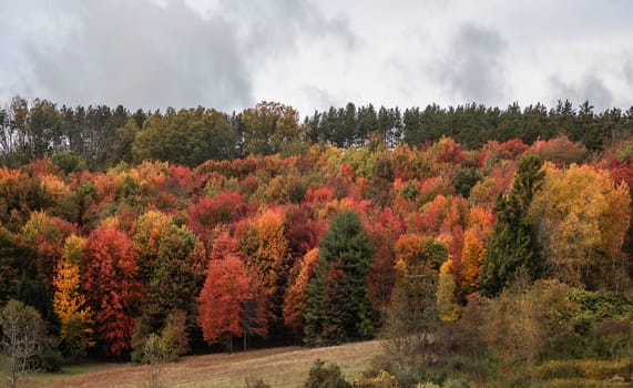 Fall colors have arrived in rural Pennsylvania.