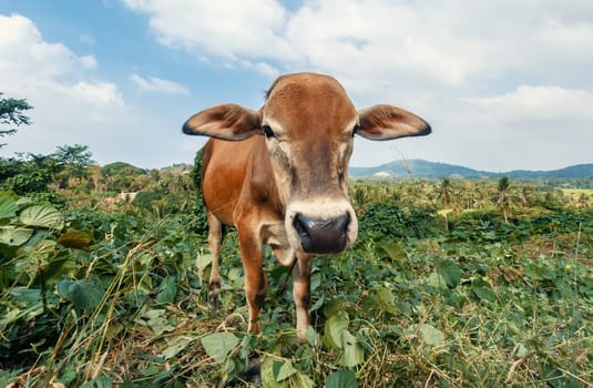 A curious brown cow with a white marked face stands in the center of a vibrant green field.