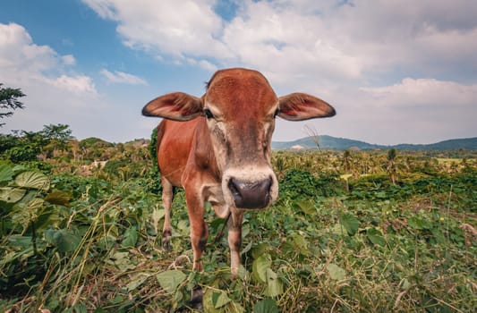 Portrait of thin brown cow looking at the camera.