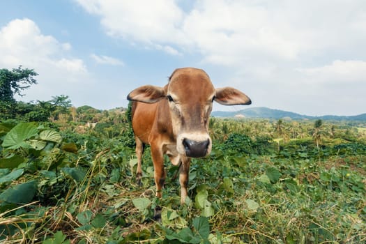 A curious brown cow with a white marked face stands in the center of a vibrant green field.