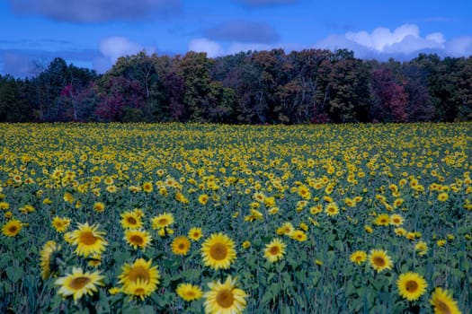 A field of sunflowers appear in a rural farm community in Central Pennsylvania