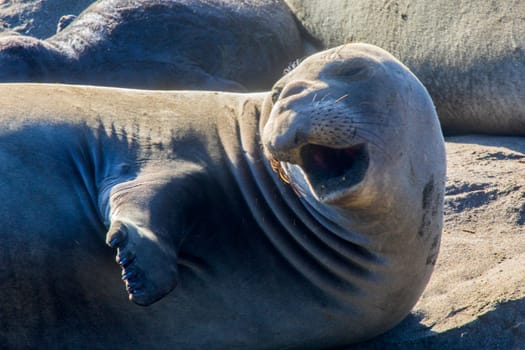 Elephant seals at Piedras Blancas Northern Elephant Seal Rookery, along  California's Central Coast.