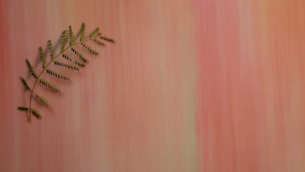 Top view of plant branch on pastel multi-colored flat surface and space for text