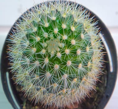 Top view of pincushion cactus on a white natural wood surface