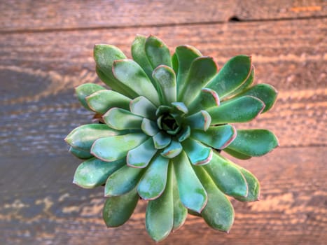 Top view of green cactus on natural wood surface