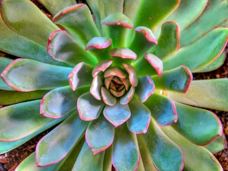 Top view of cactus plant