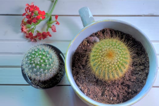 Top view of cacti on a white natural wood surface