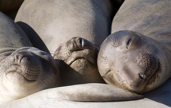 THREE ELEPHANT SEAL PUPS SLEEP ON A BEACH AT ANO NUEVO STATE NATURAL RESERVE, CALIFORNIA