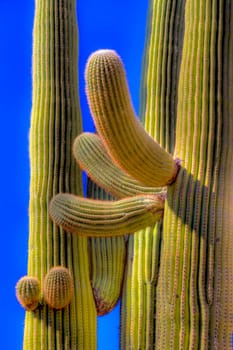 Unusual shapes are formed by the Giant Saguaro Cactus at Saguaro National Park, Arizona