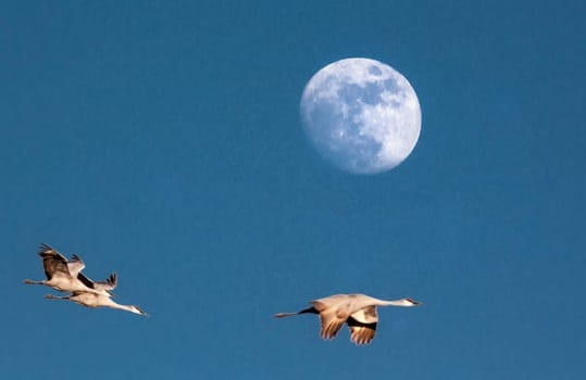 Sandhill Cranes fly before a rising moon at Bosques Del Apache, New Mexico