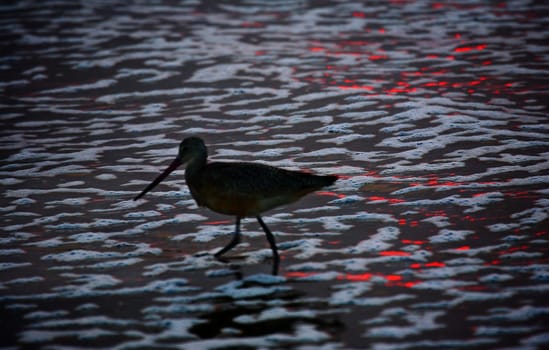 Light from a setting sun reflects on a beach and sandpiper along the Pacific Ocean in California