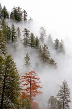 Fog rolls into Giant Forest and the Sierra Nevada Mountain Range at Sequoia National Park, California