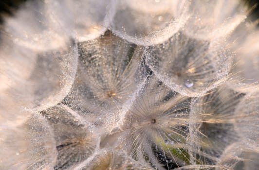 Large dandelion seeds on a beige background. Macro with selective focus 1