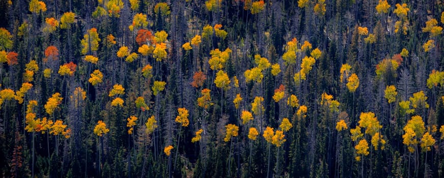 Fall colors have arrived at an aspen tree forest in Dixie National Forerst,  Utah