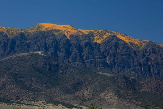 Fall colors have arrived at an aspen tree forest in Dixie National Forerst,  Utah