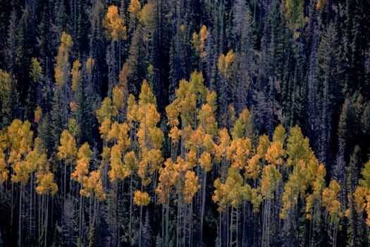 Fall colors have arrived at an aspen tree forest in Dixie National Forerst,  Utah