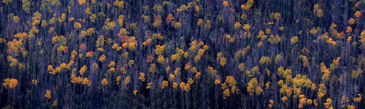 Fall colors have arrived at an aspen tree forest in Dixie National Forerst,  Utah