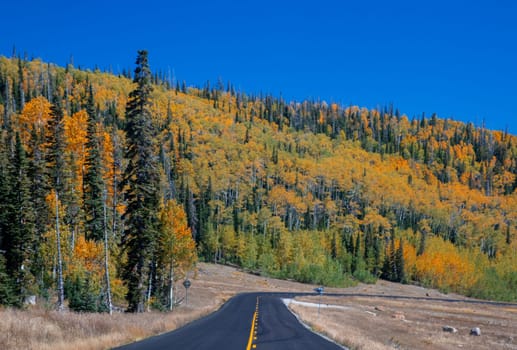 Fall colors have arrived at an aspen tree forest in Dixie National Forerst,  Utah