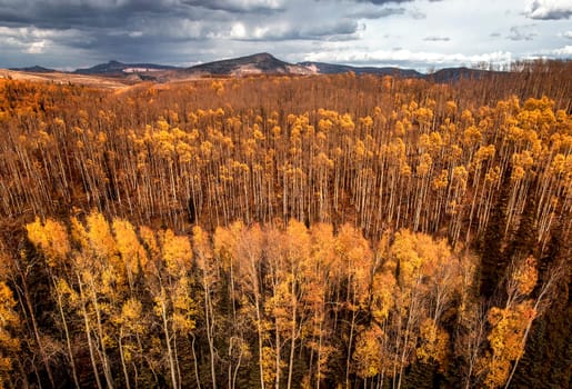 Fall colors have arrived in the highlands of Southern Utah.