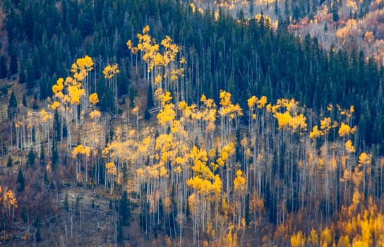 Fall colors have arrived in the highlands of Southern Utah.