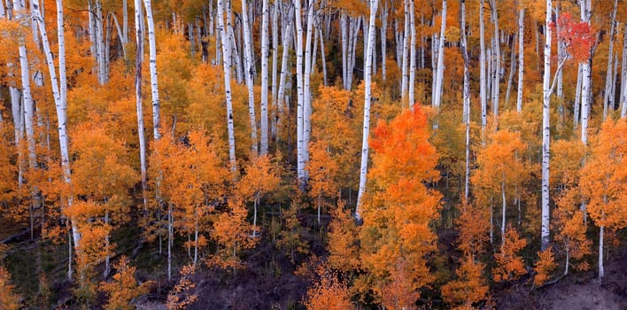 Fall foliage has arrived in an Aspen grove in the Southern Utah landscape